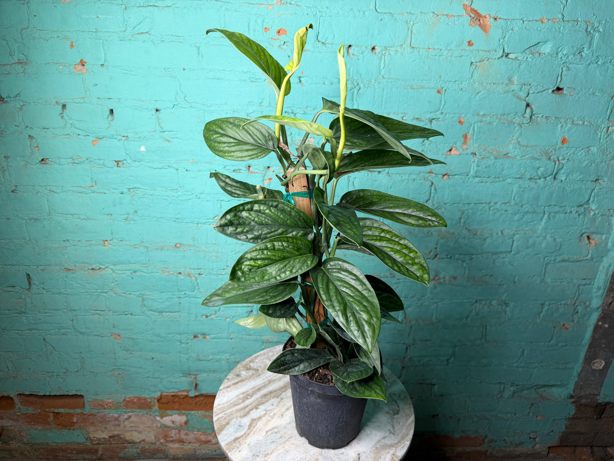 Monstera Peru-Monstera karstenianum 6” Totem