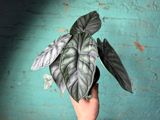 Alocasia Dragon Scale 4”
