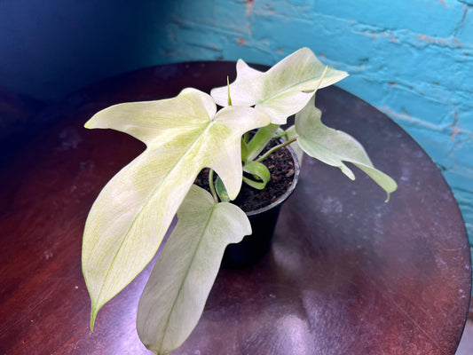 Philodendron- Florida Ghost 4”
