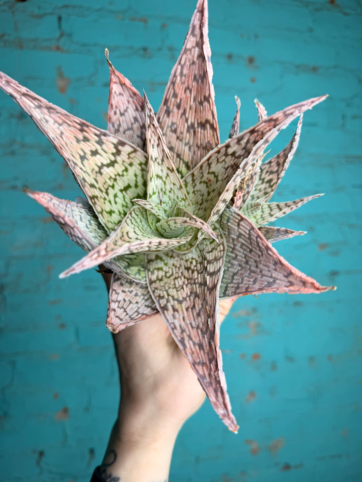 Cosmo Aloe pink 4”