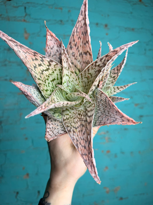 Cosmo Aloe pink 4”