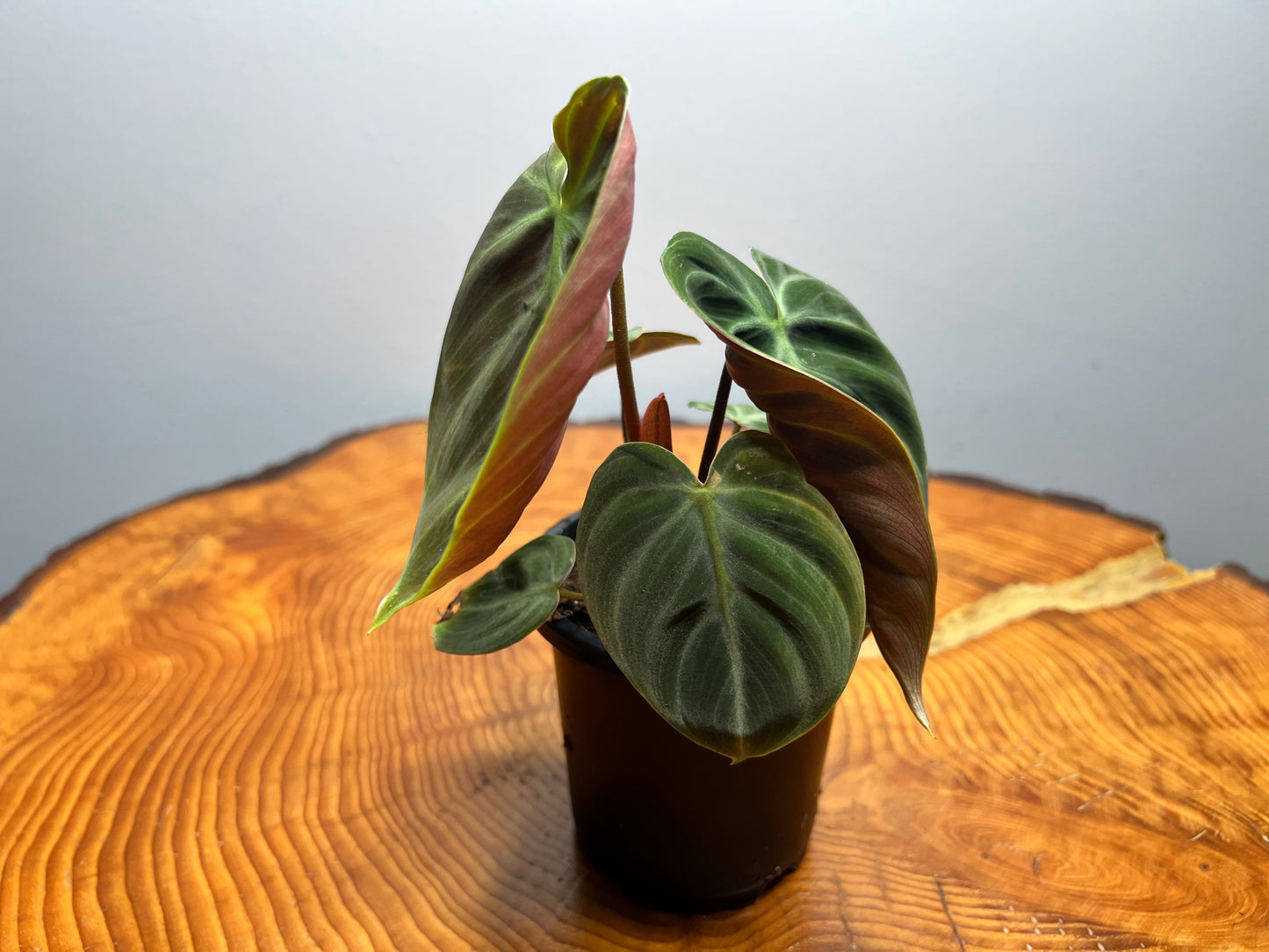 Philodendron El Choco Red