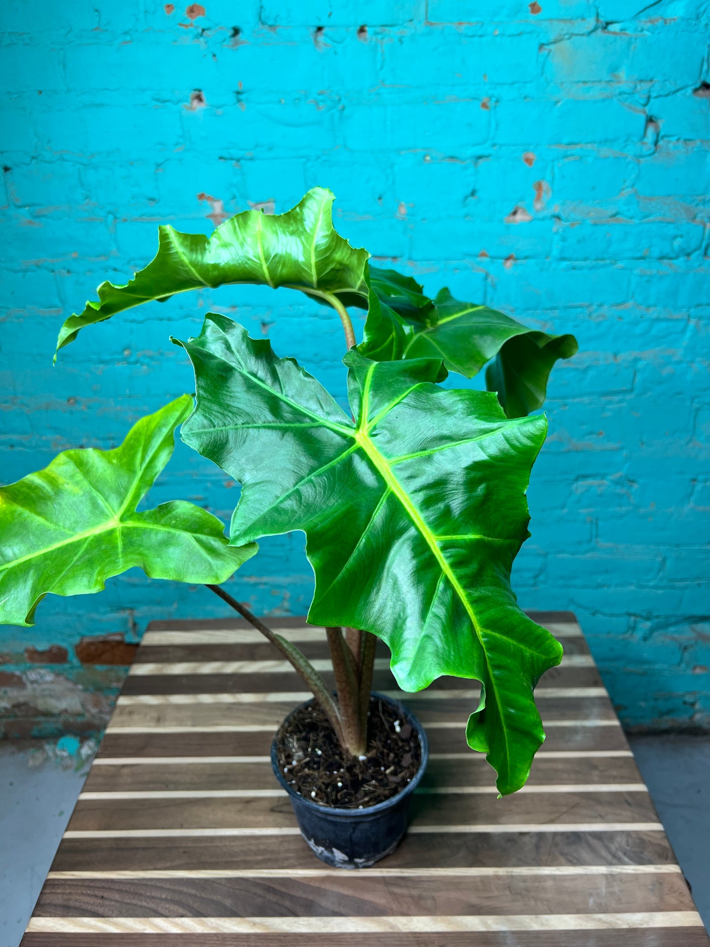 Alocasia-Golden Dragon 6”