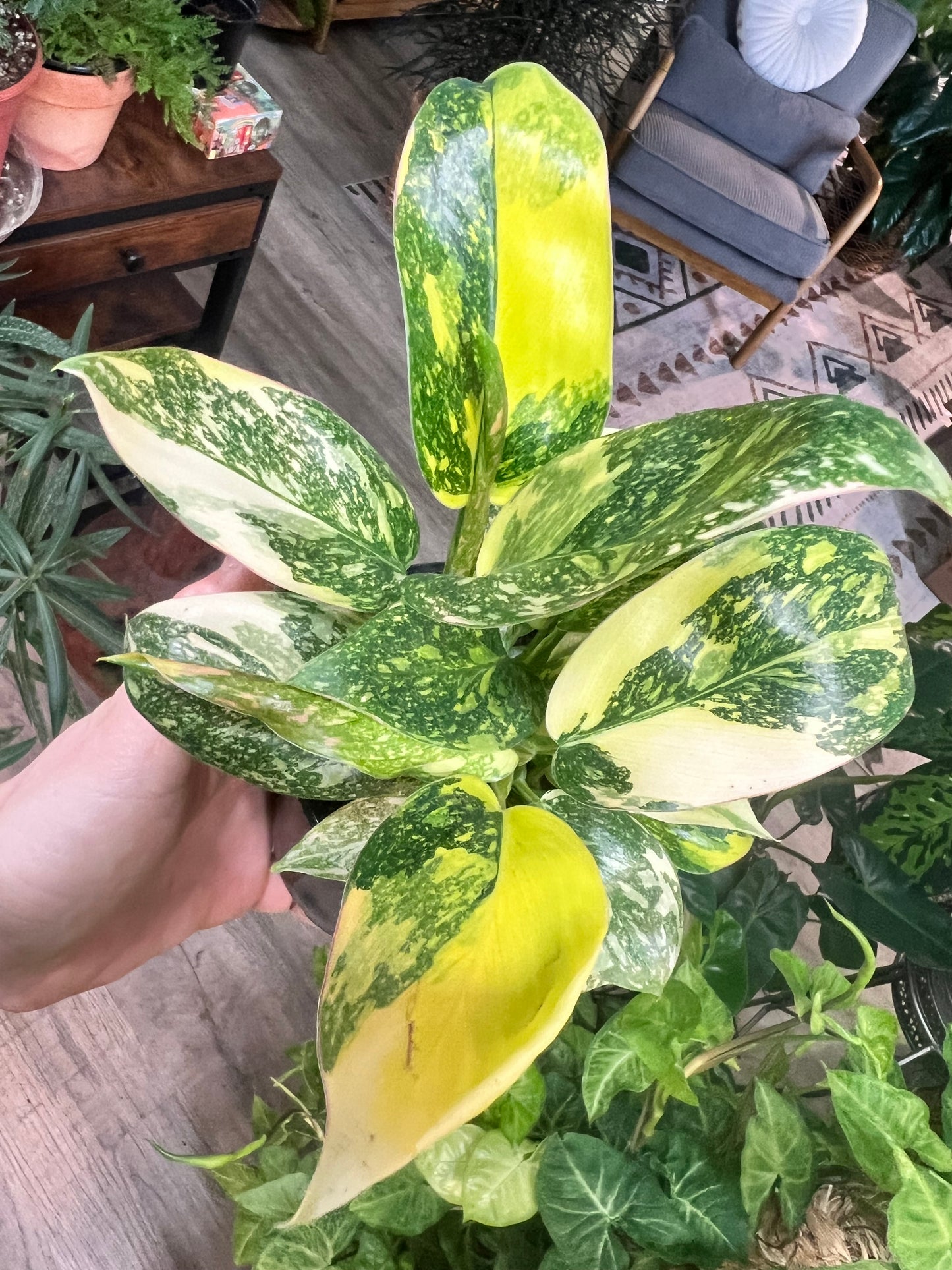 Philodendron Congo Nuclear Variegated
