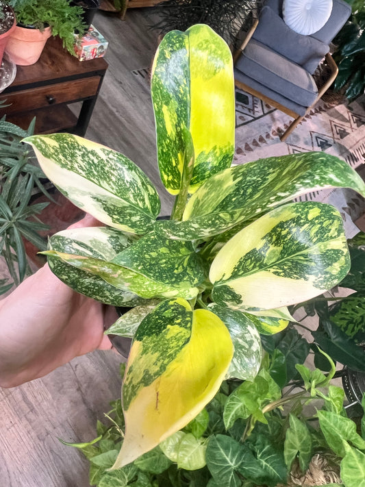 Philodendron Congo Nuclear Variegated