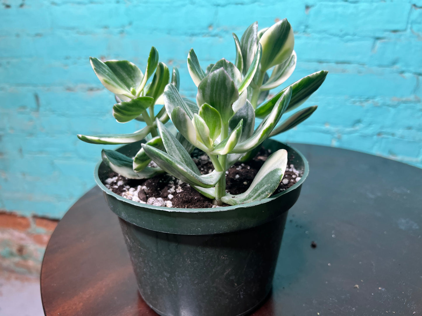 Jade Variegated 6”
