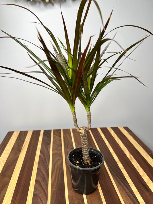 Dracaena 4”