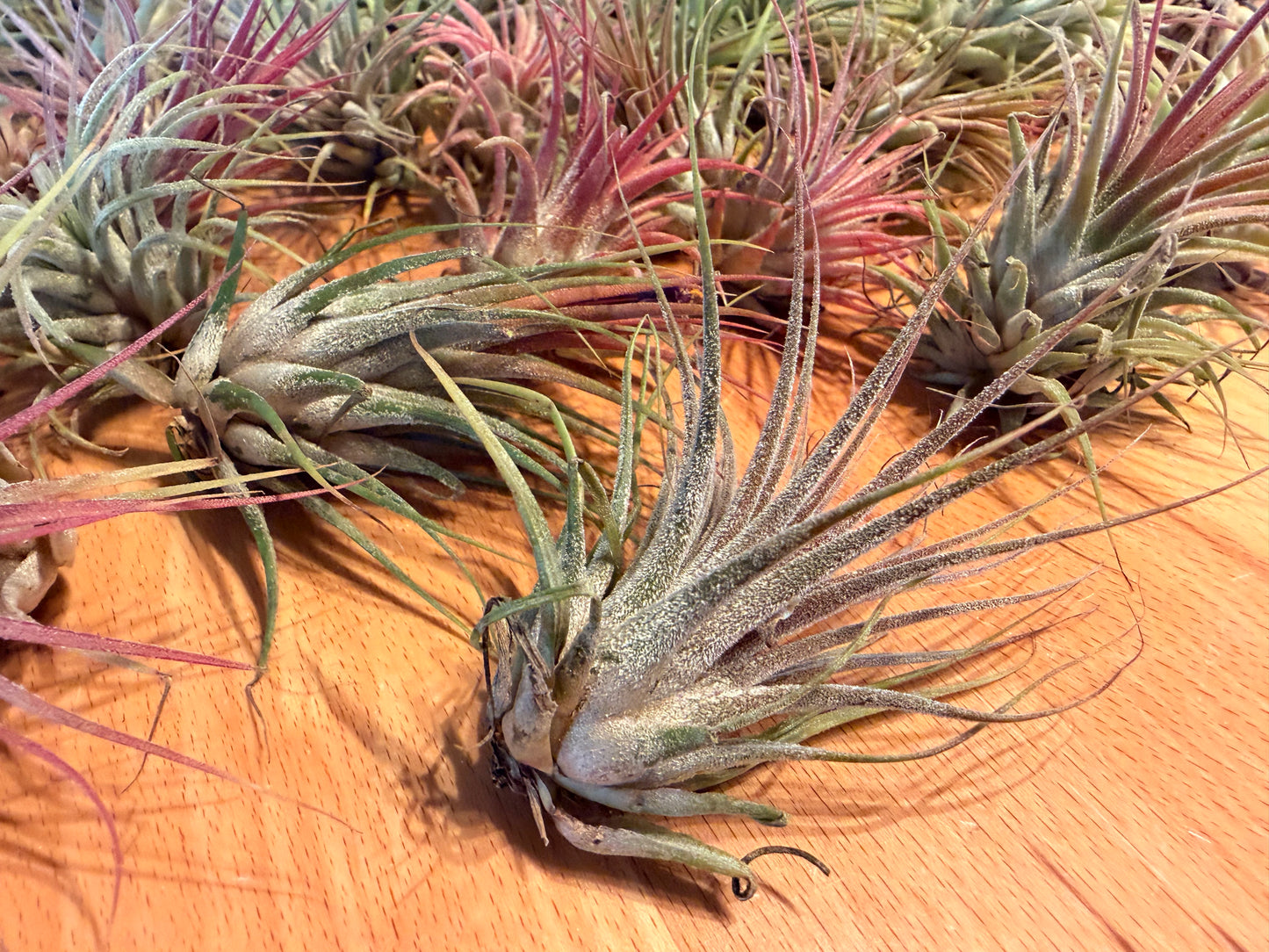Tillandsia “Air Plants”