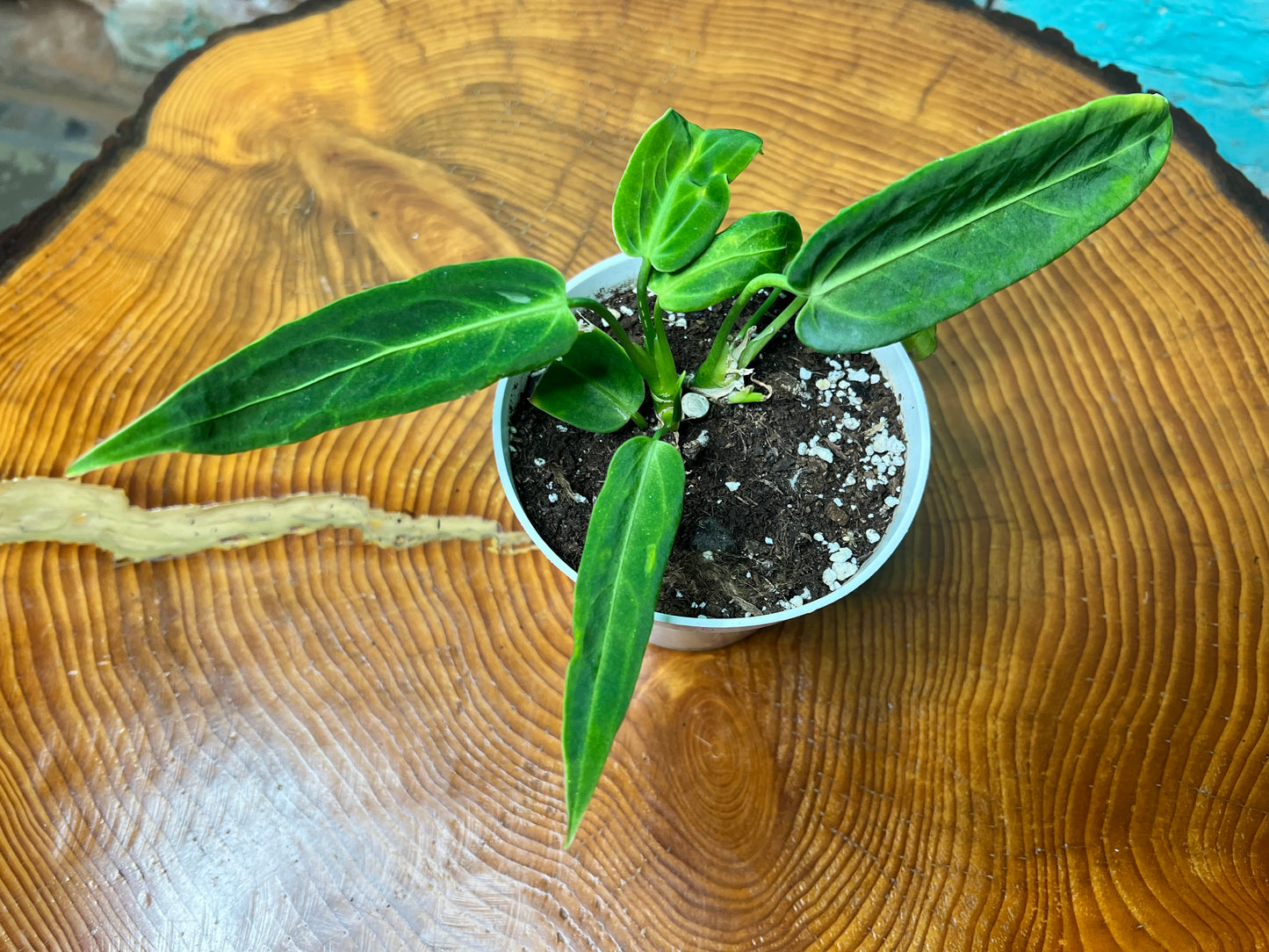Anthurium Warocqueanun 4”
