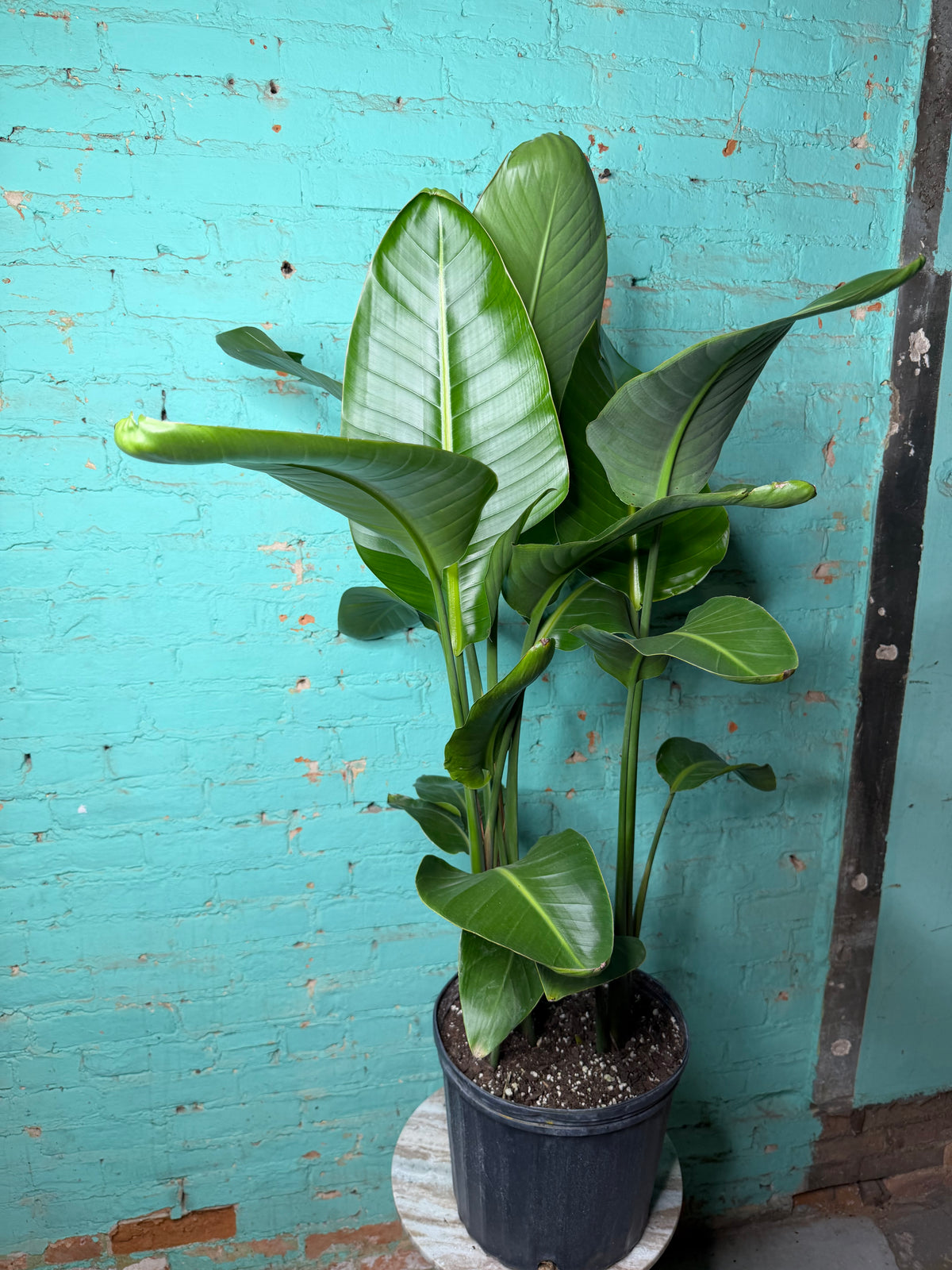 Bird of Paradise White 10 39”-42”