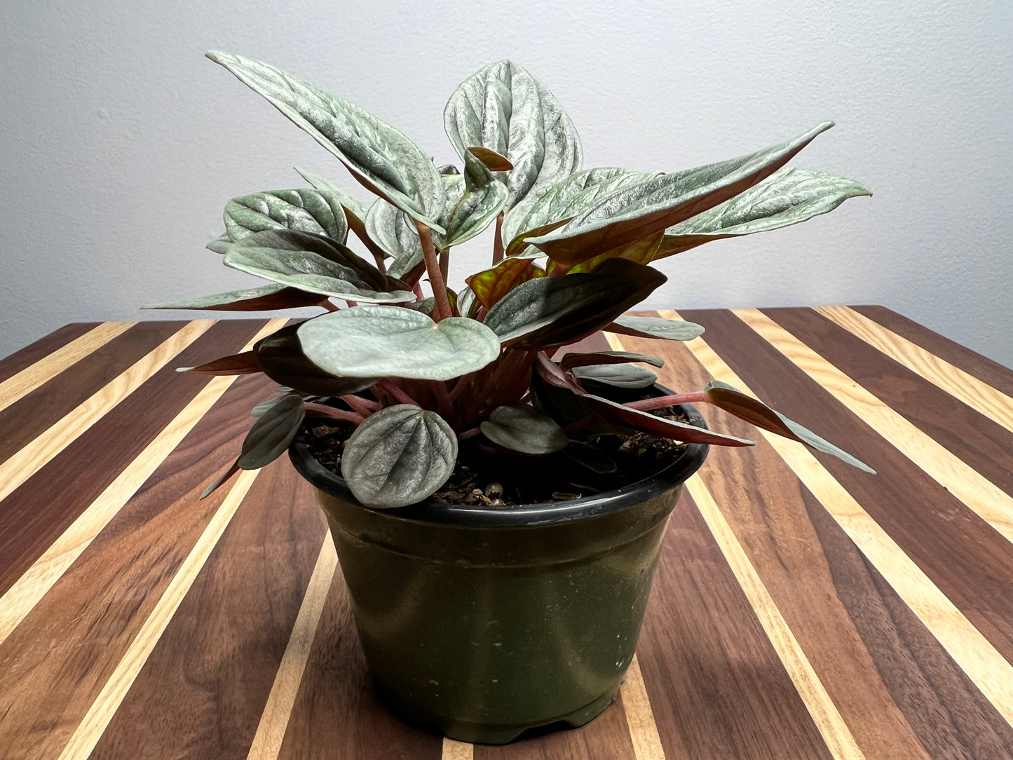 Peperomia Shiny Bush