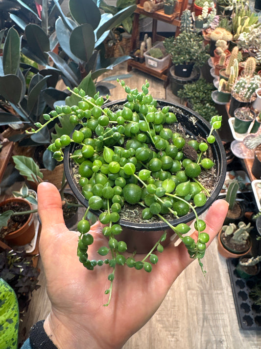 String of Pearls 4”