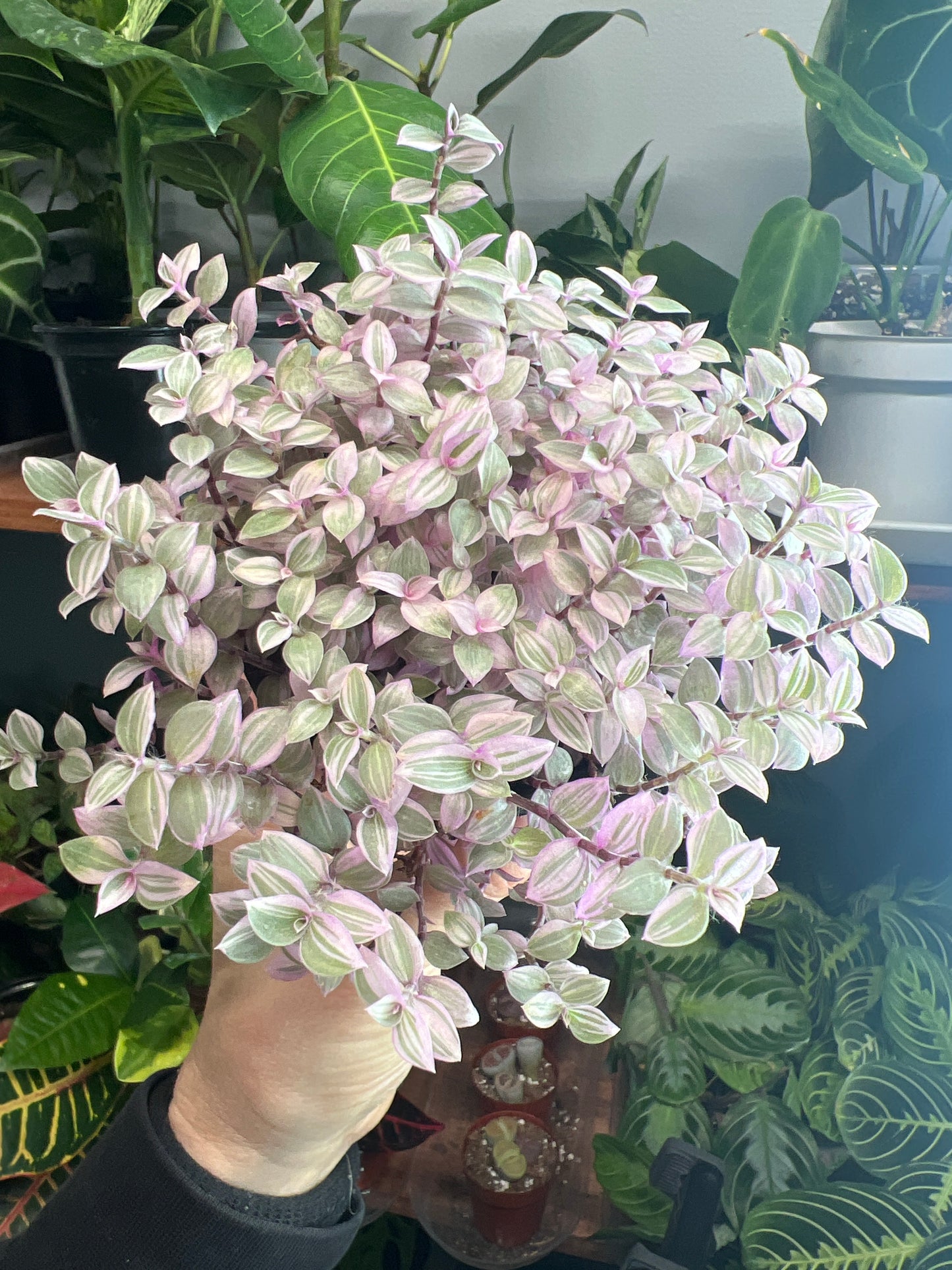 Pink Panther Bolivian Jew- Callisia