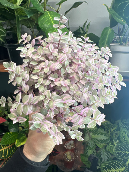 Pink Panther Bolivian Jew- Callisia