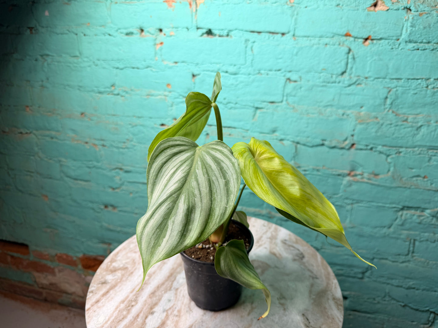 Philodendron Pastazanum x Plowmanii
