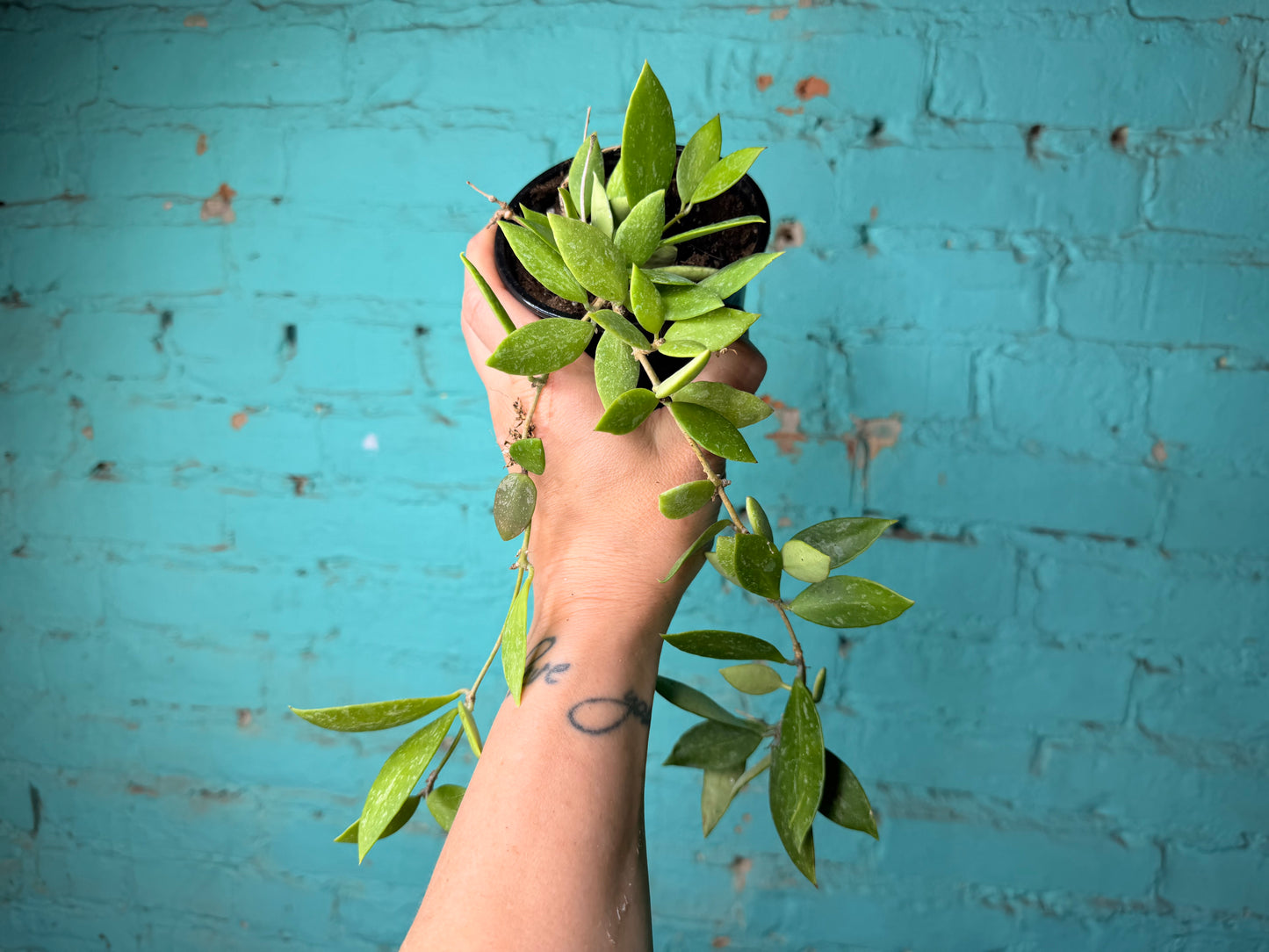 Hoya-Gracillis 4”