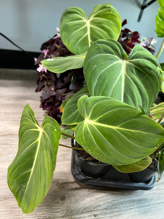 Philodendron Gloriosum 4”