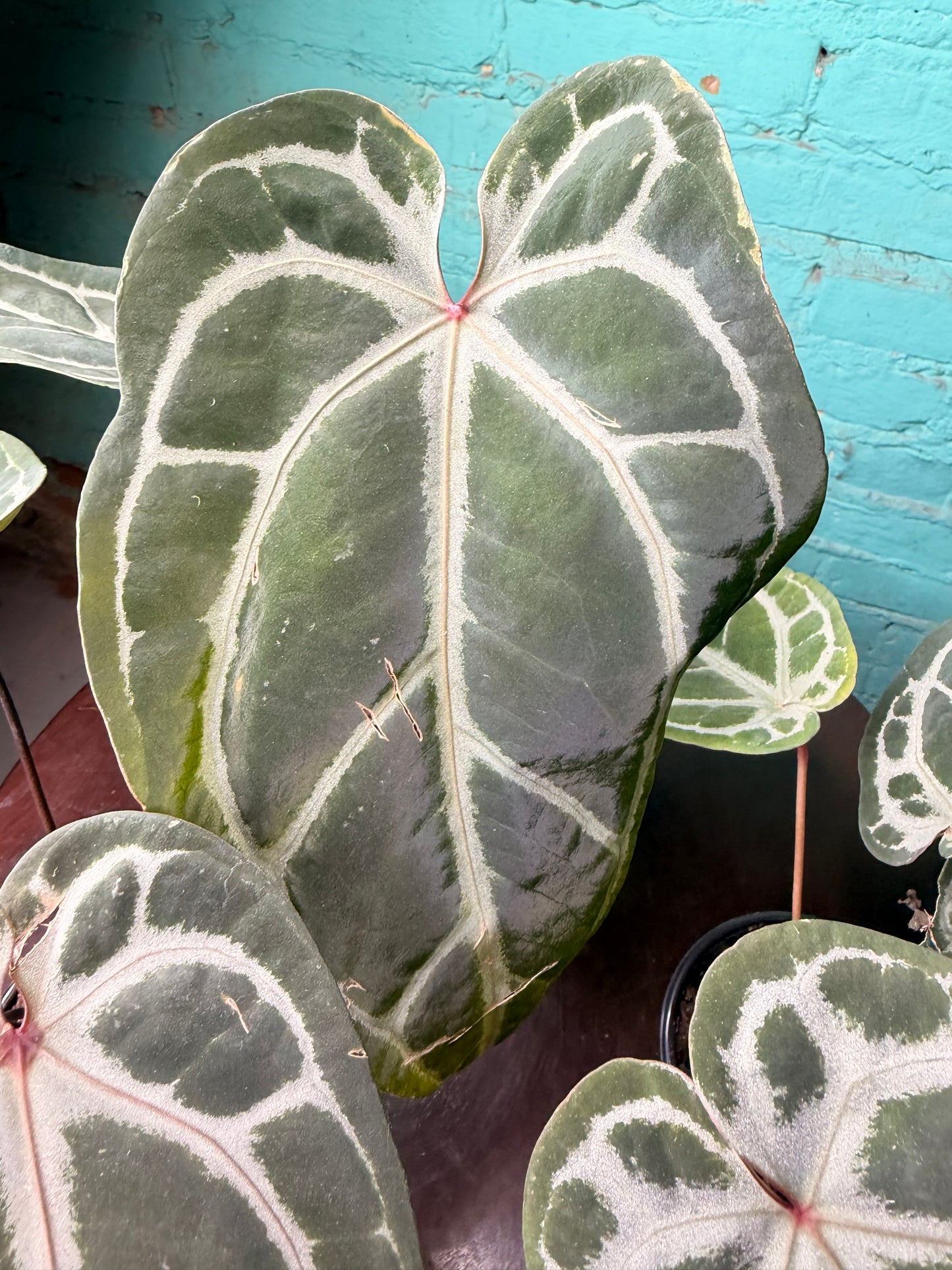 Anthurium Michelle x RVDF 4”
