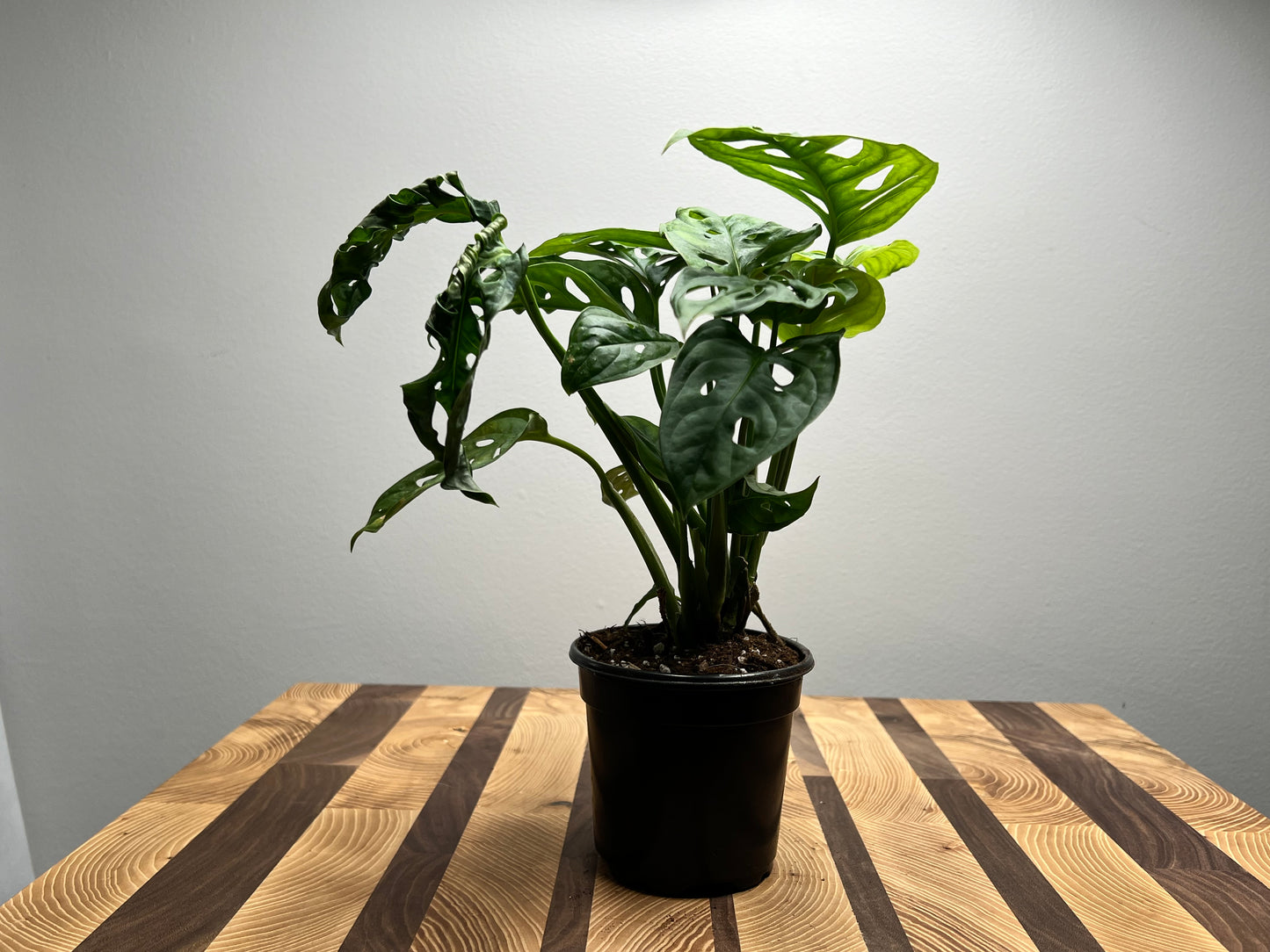 Philodendron Swiss Cheese- Wide form