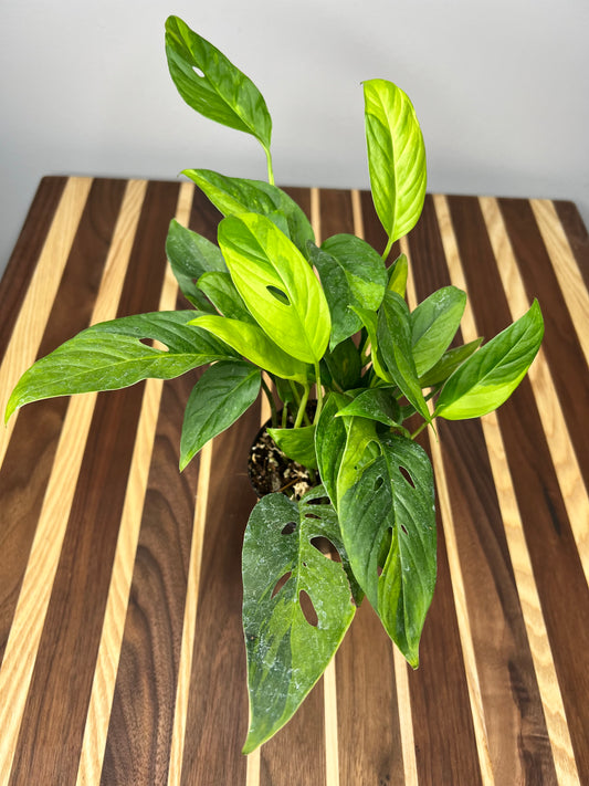 Monstera Adansonii variegated