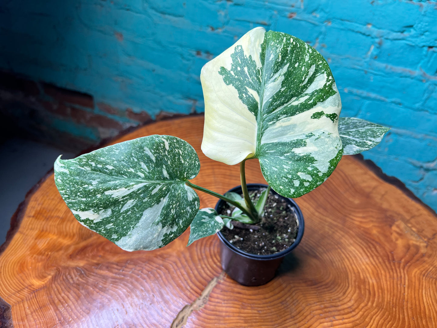 Monstera Thai constellation (small 4”)