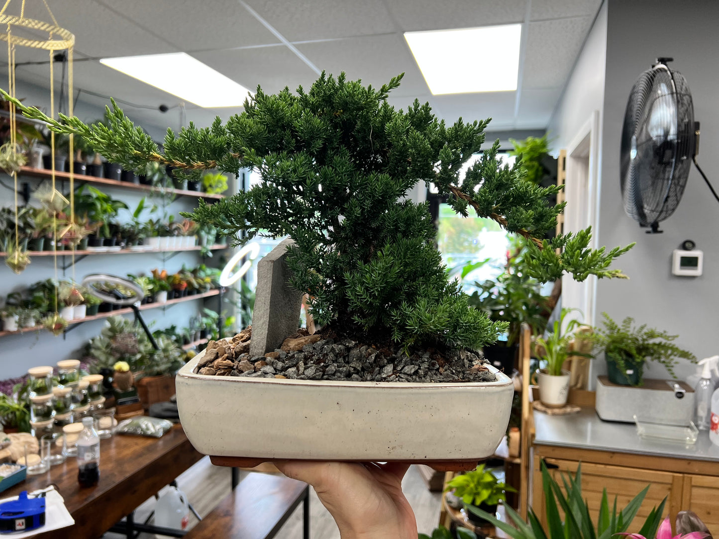 Bonsai tree 10”