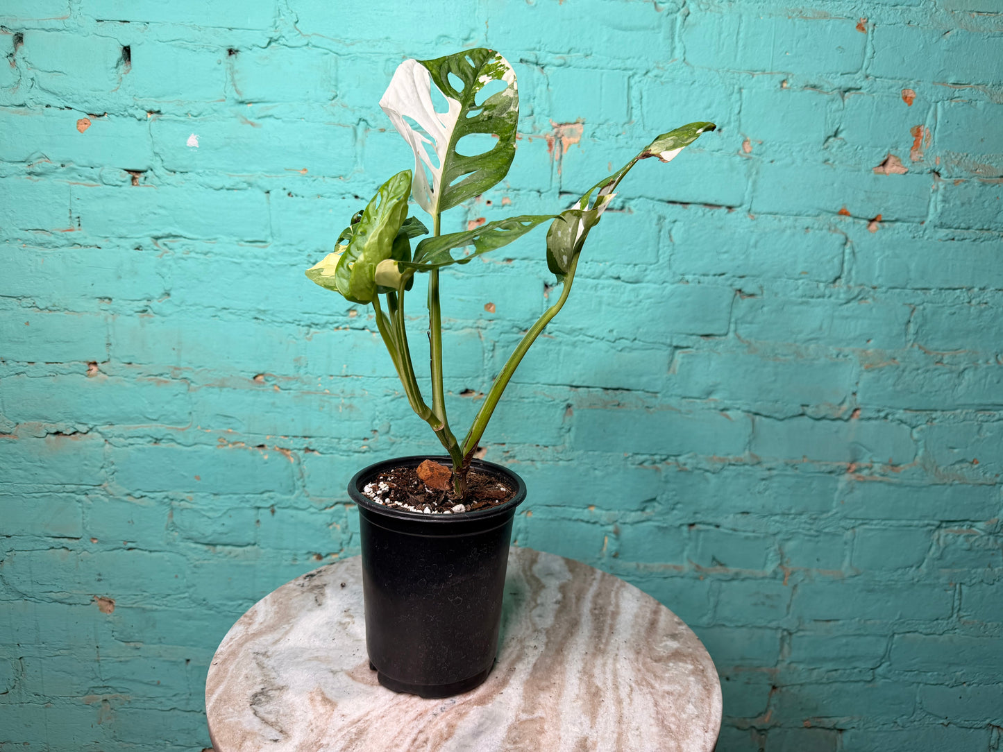 Monstera Adansonii Albo 5”