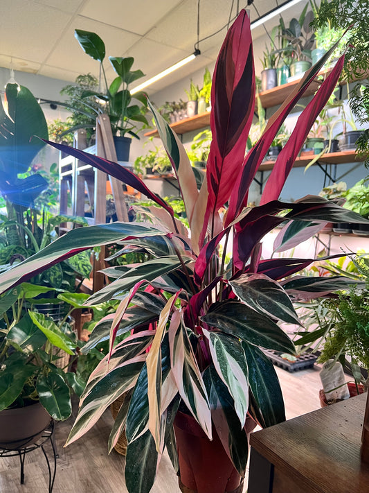 Stromanthe-Triostar 8”