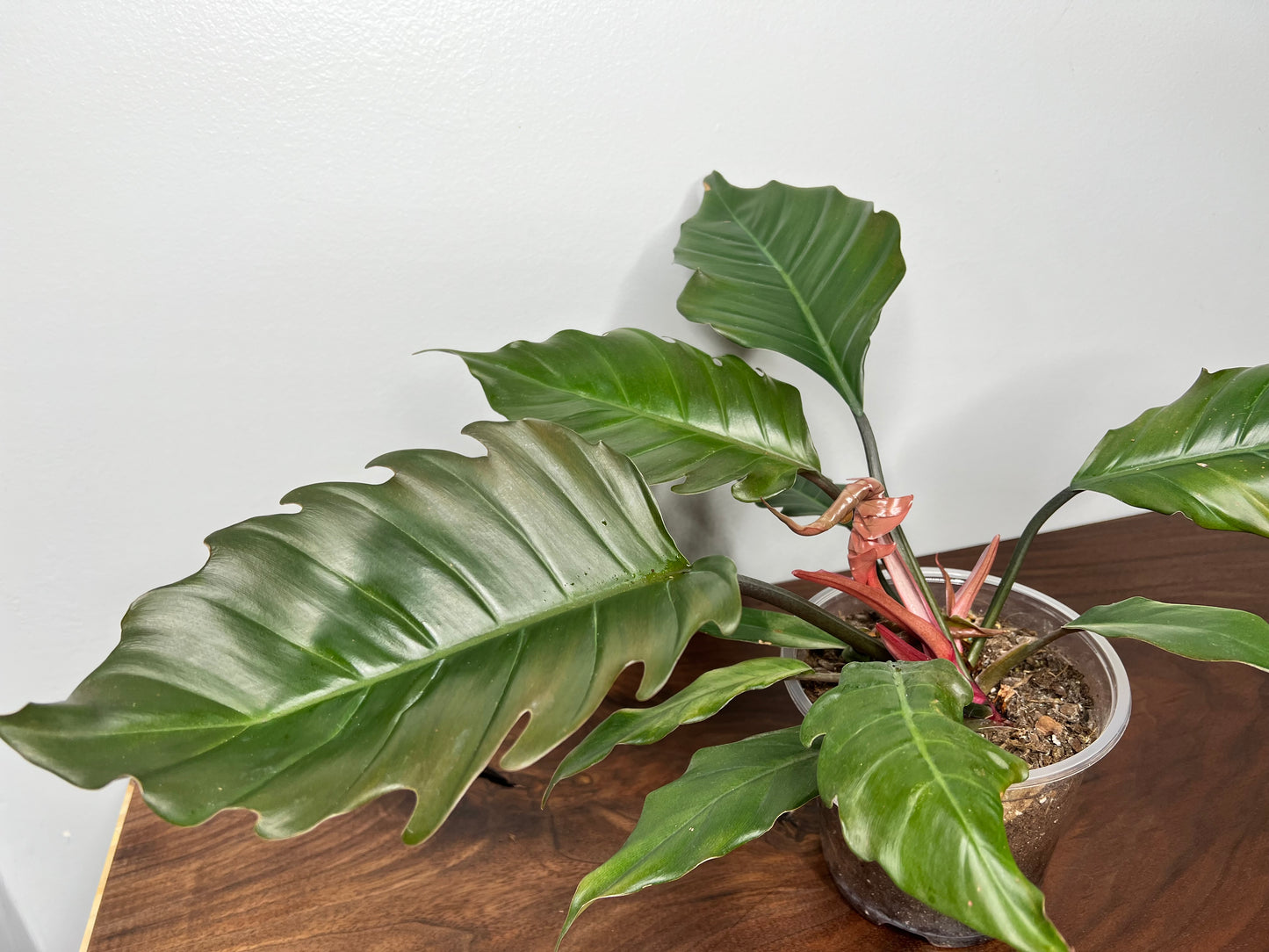 Philodendron Choco Empress