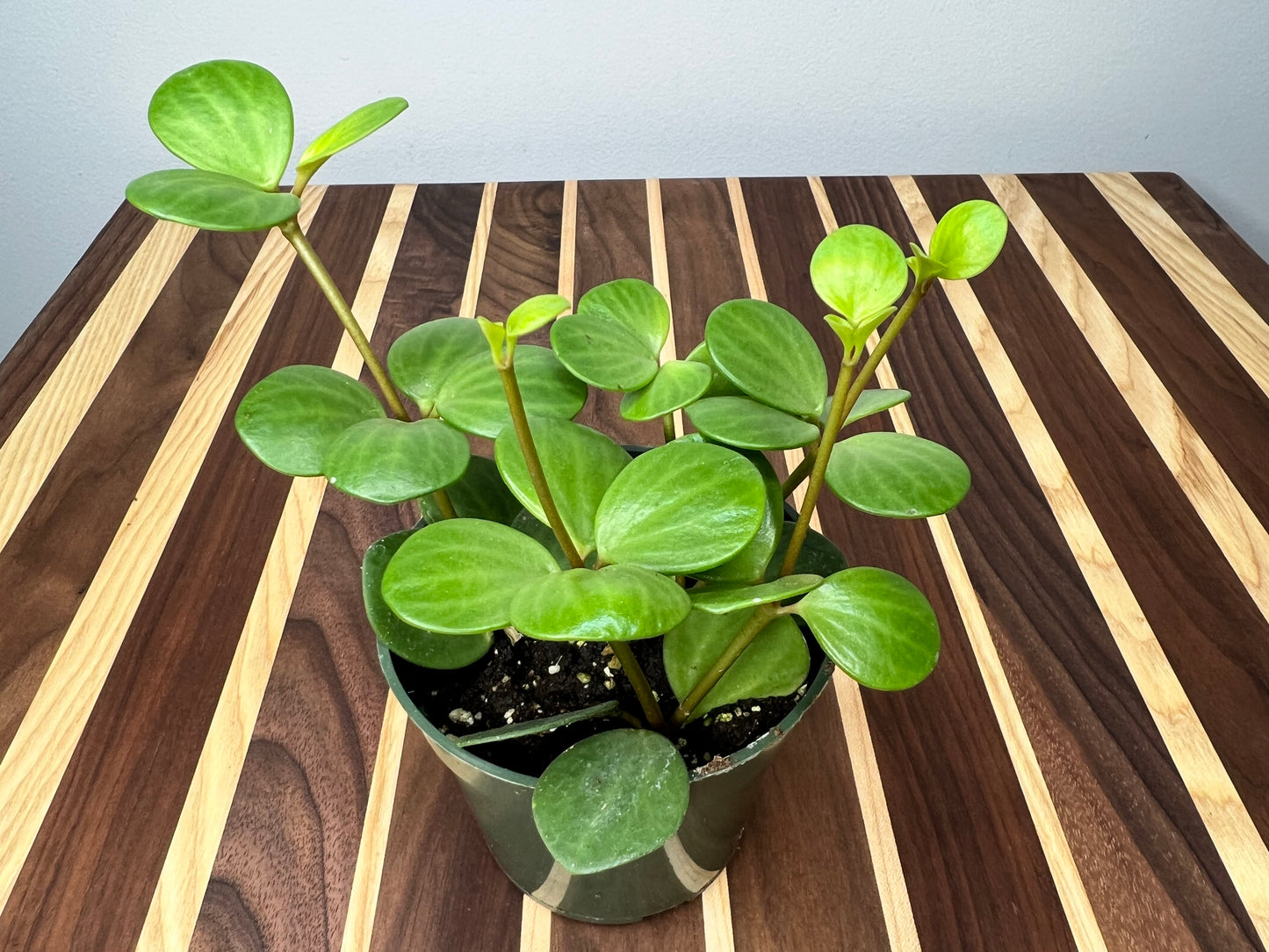 Peperomia Hope