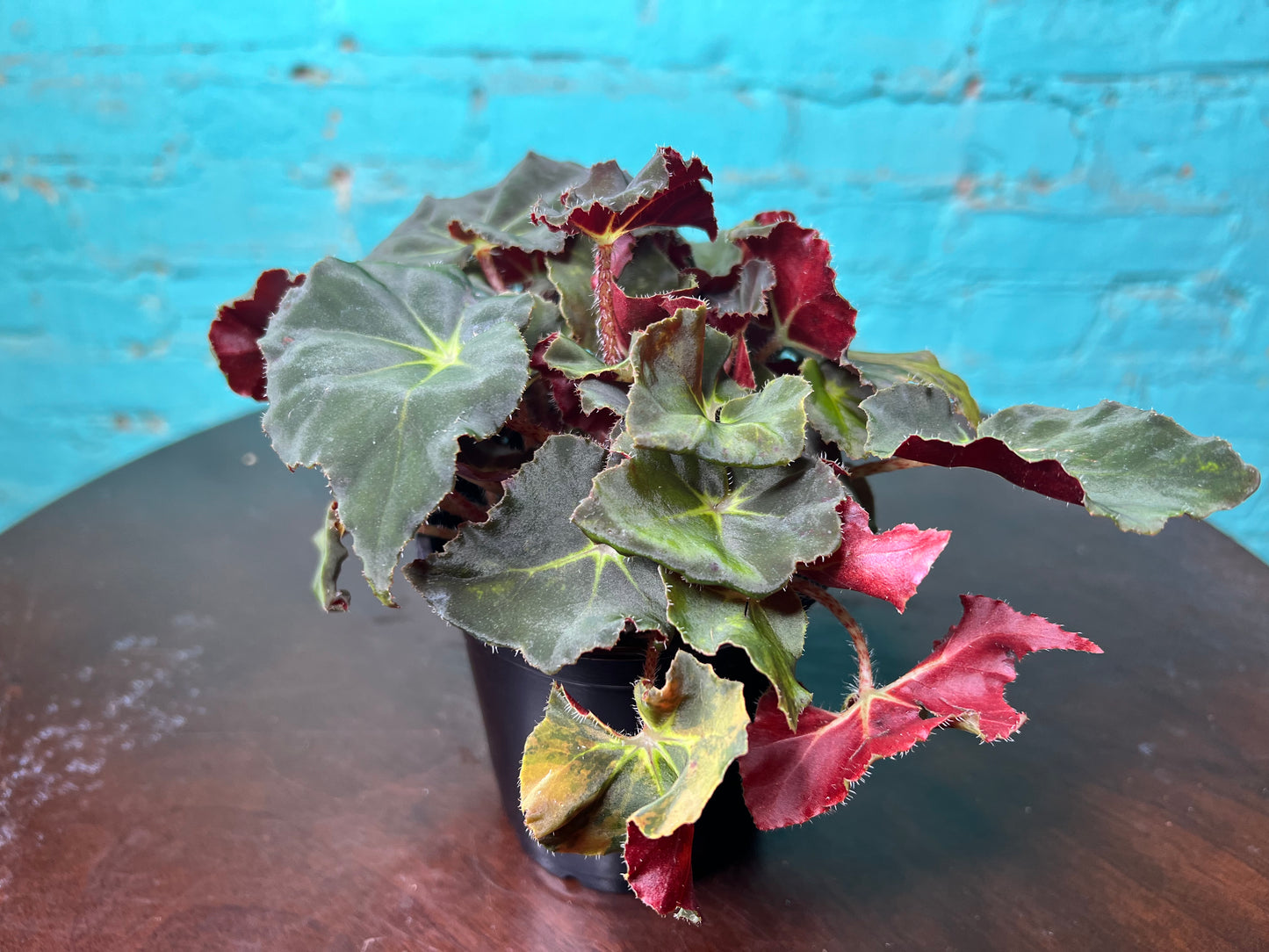 Rex Begonia “Green Velevt”