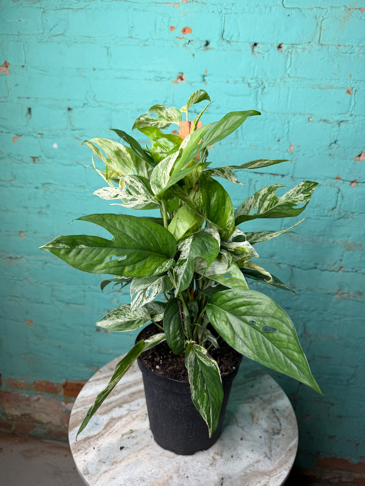Epipremnum Pinnatum Marble Flame 6” totem
