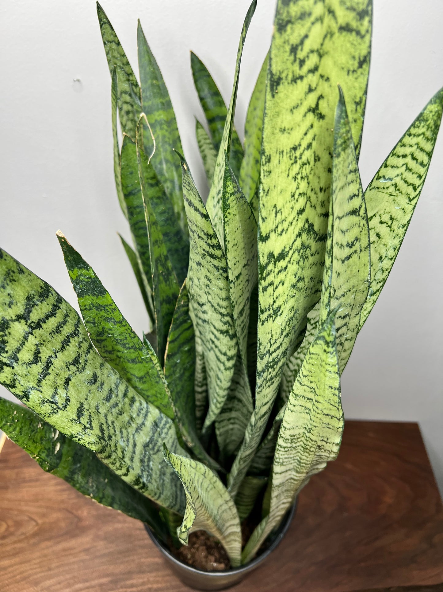 Snake plant 10”