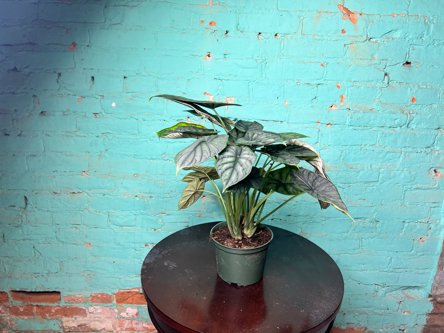 Alocasia Dragon Scale 6”