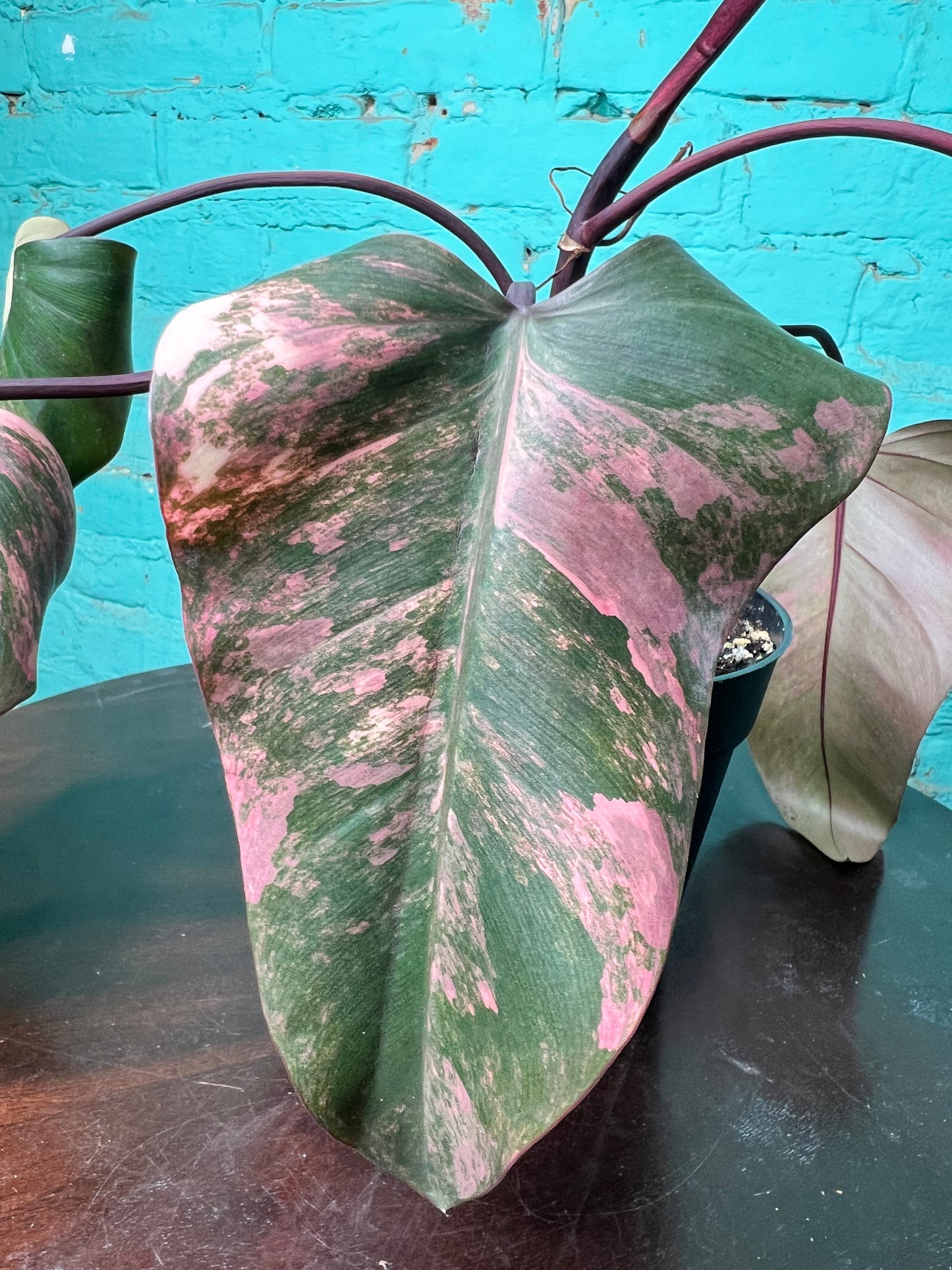 Philodendron-Strawberry Milkshake 6”