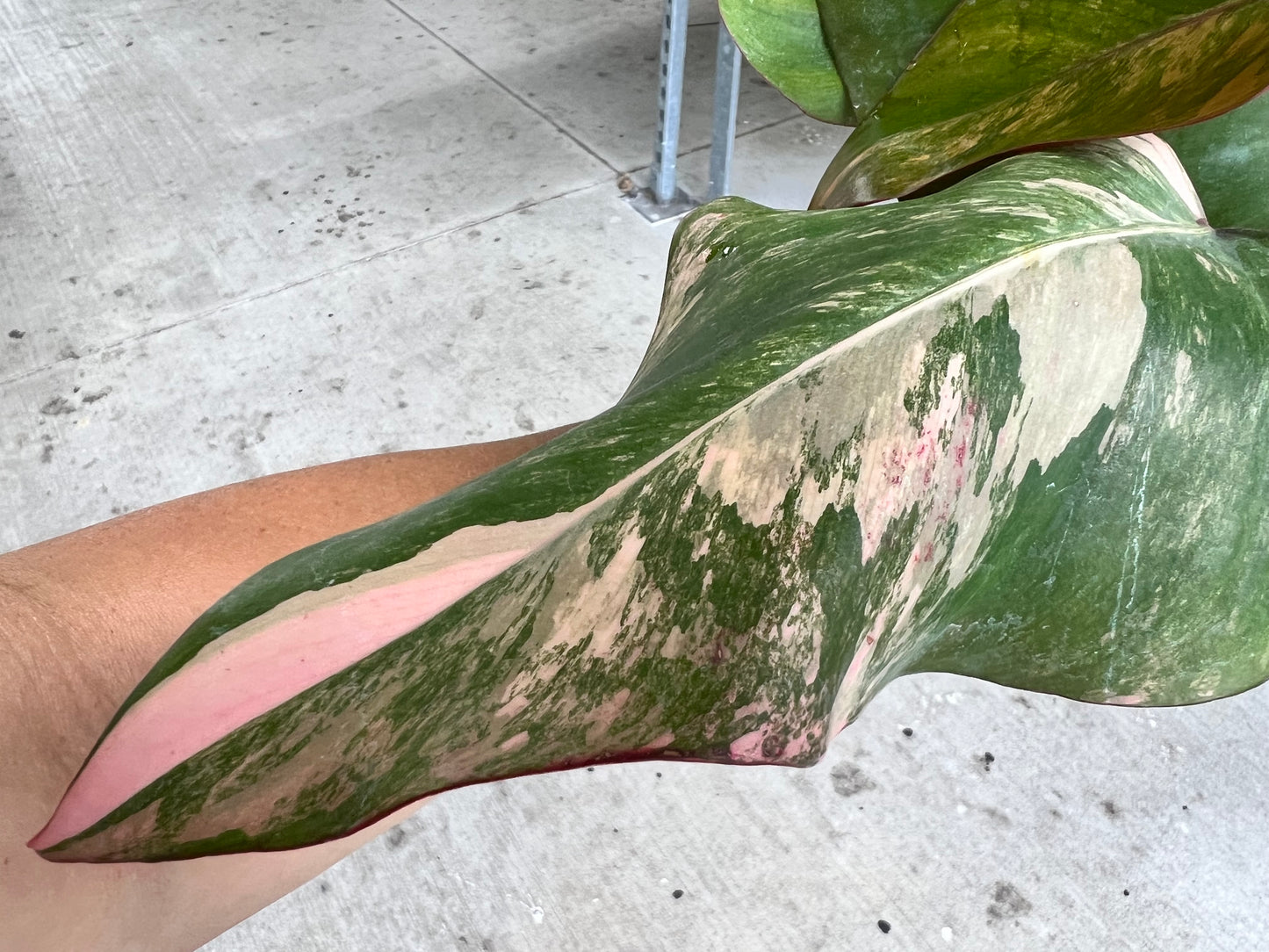 Philodendron-Strawberry Milkshake