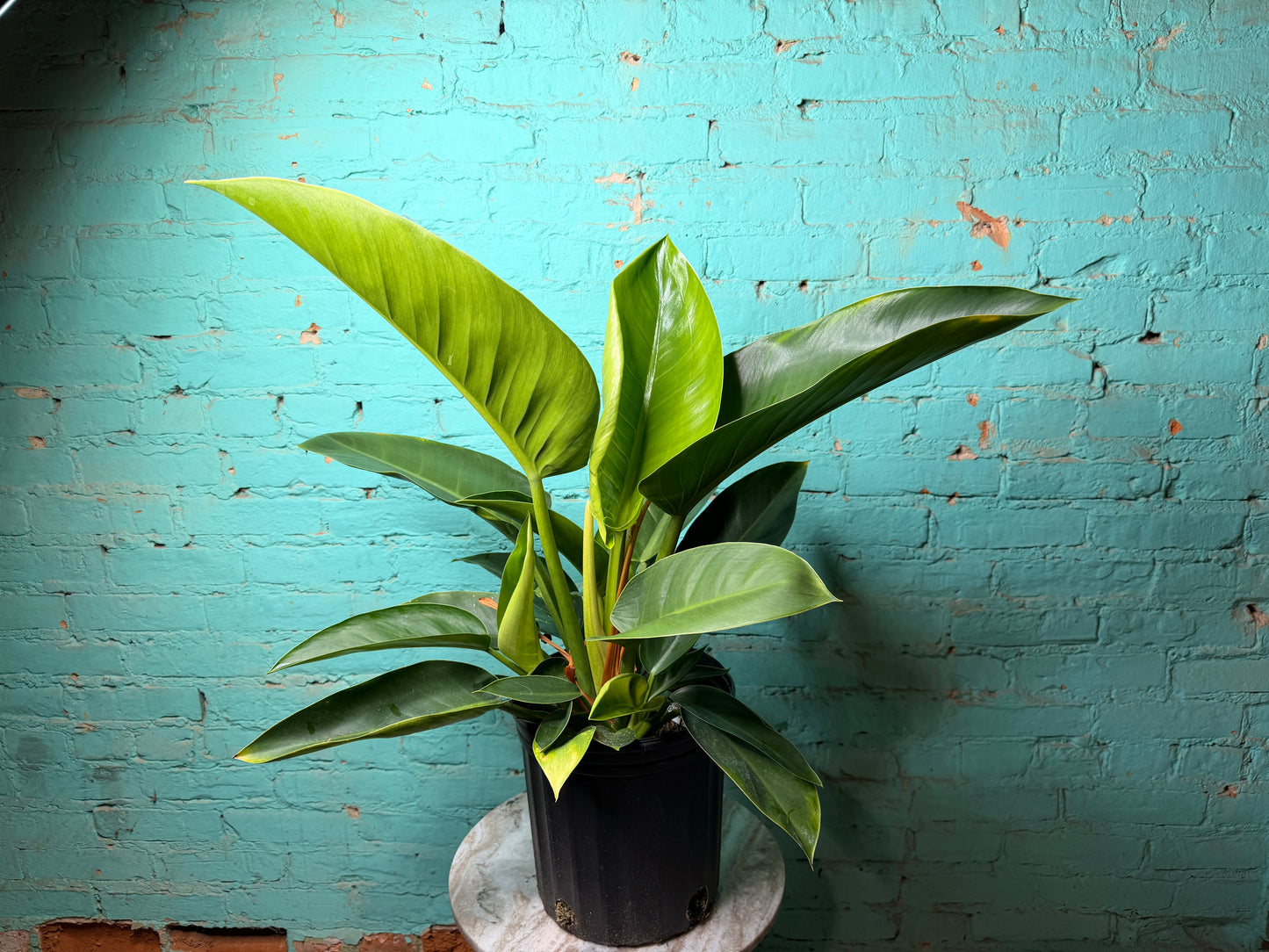 Philodendron Congo Thailand 10”