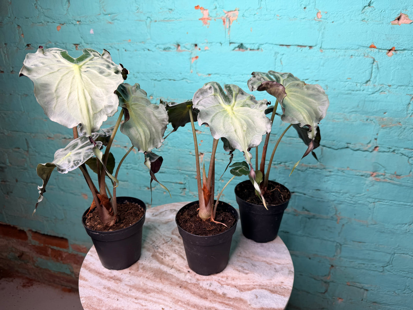 Alocasia Venom 4” (Non-TC)