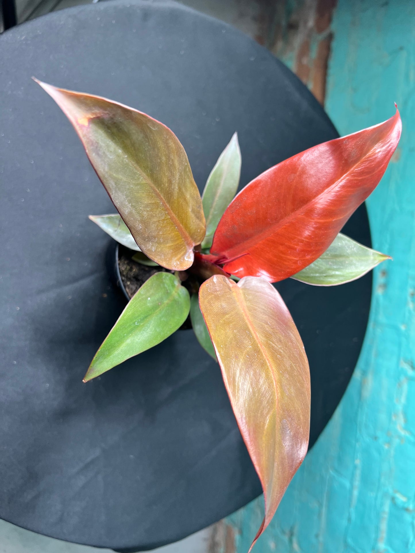 Philodendron- Red Sun