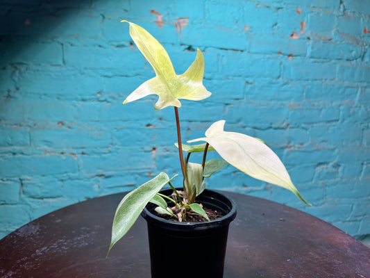 Philodendron- Florida Ghost 4”