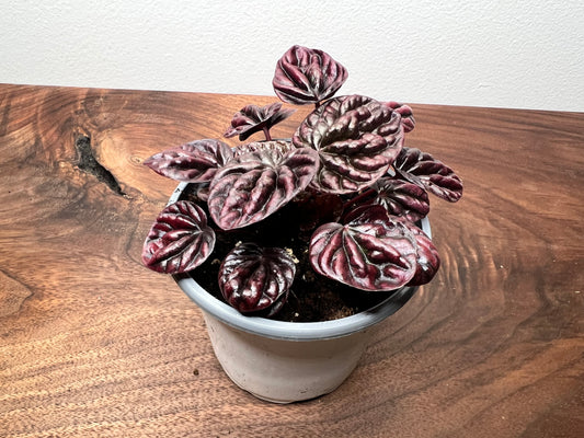 Peperomia Luna Red