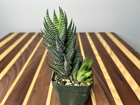 Tiger Tooth Aloe