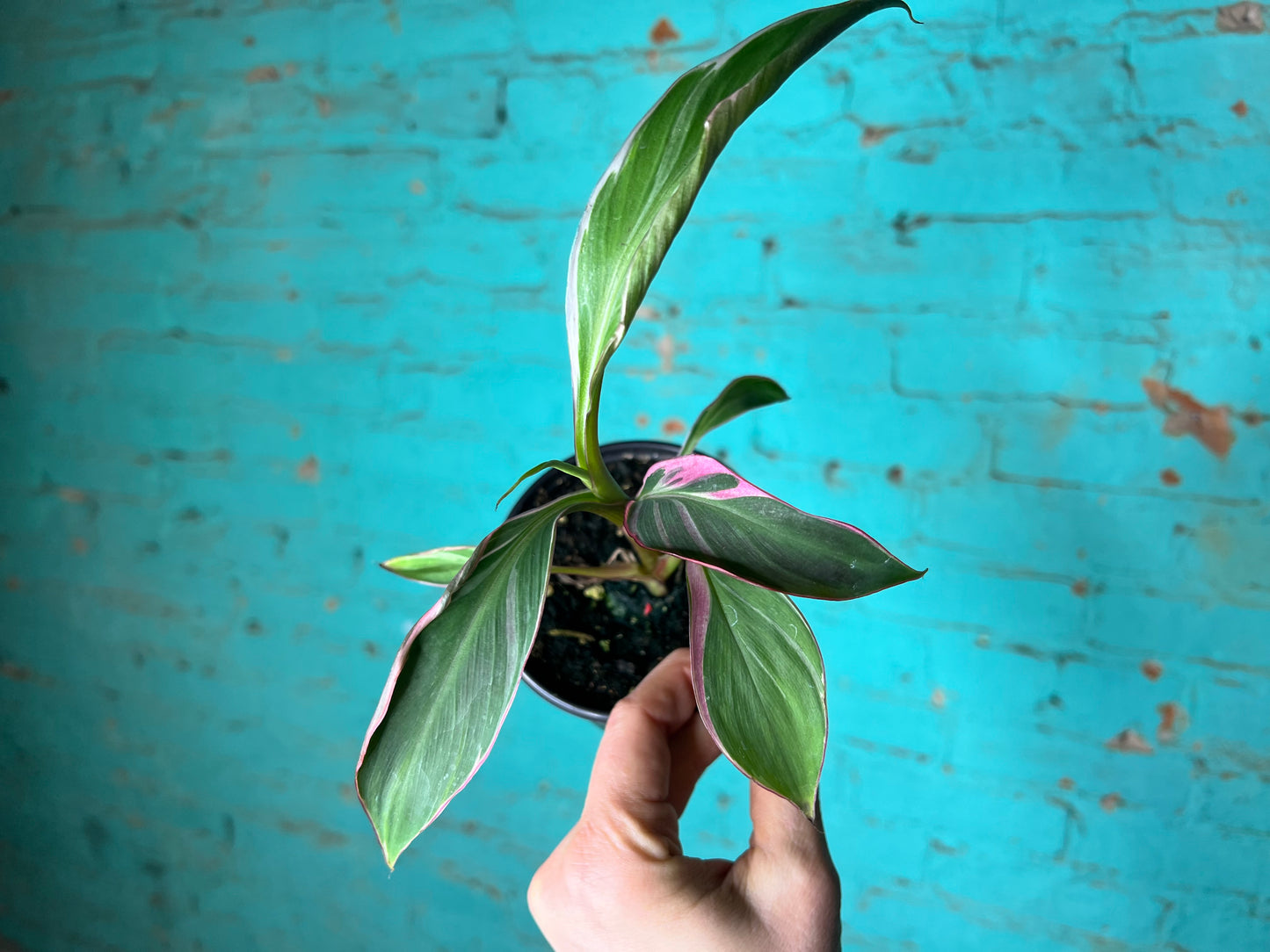 Musa Nono Pink 4”