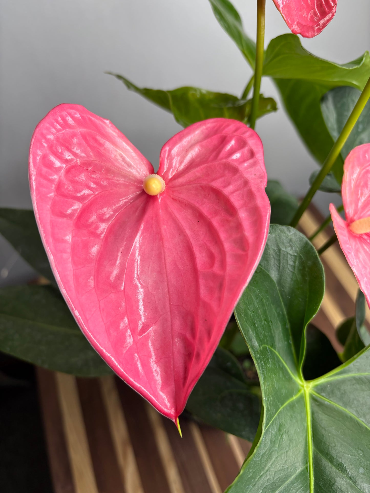Anthurium 6”