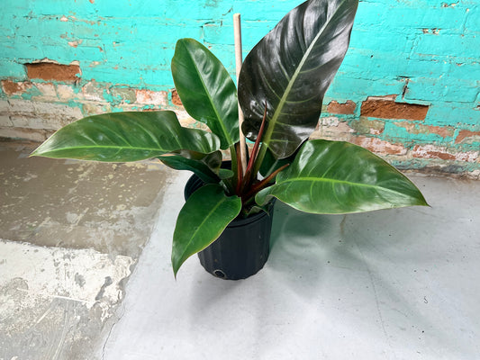 Philodendron Black Cardinal 10”