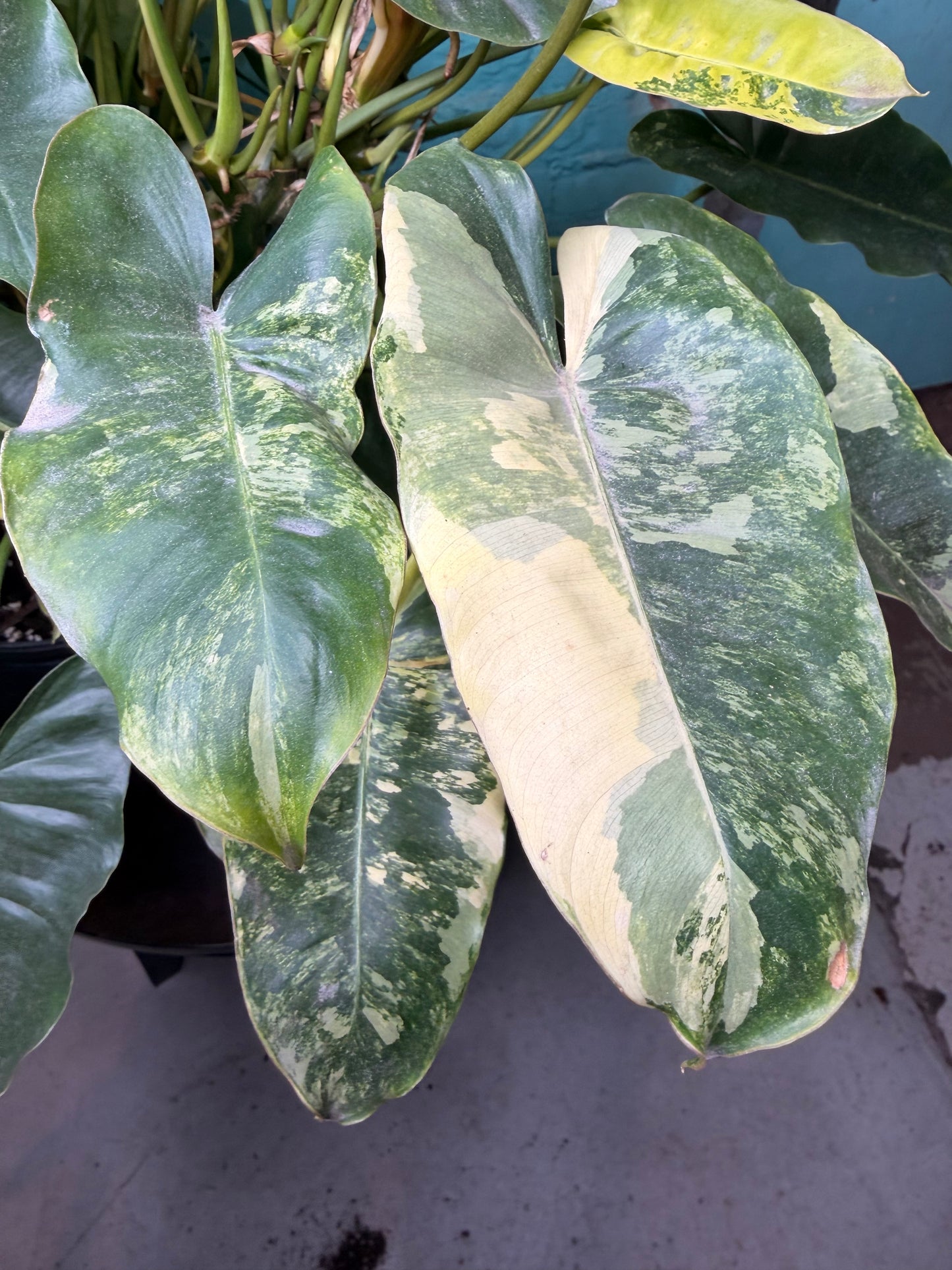 Philodendron Burle Marx Variegated 10”