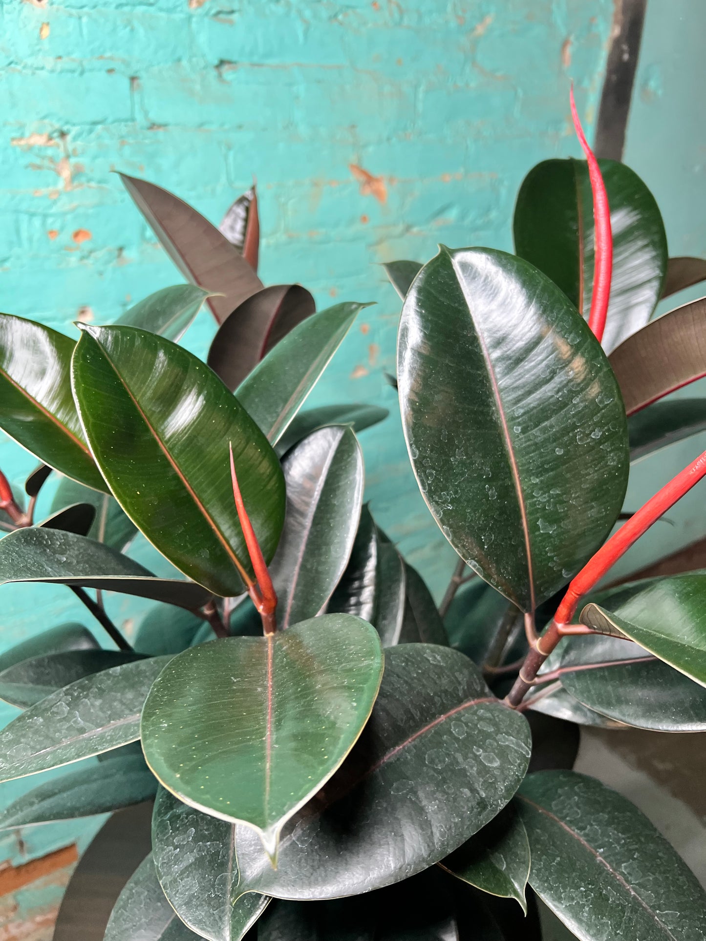 Rubber Tree-Burgundy 10”