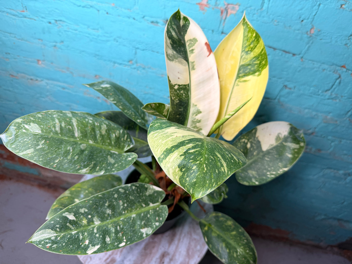 Philodendron Congo Nuclear Variegated 6”