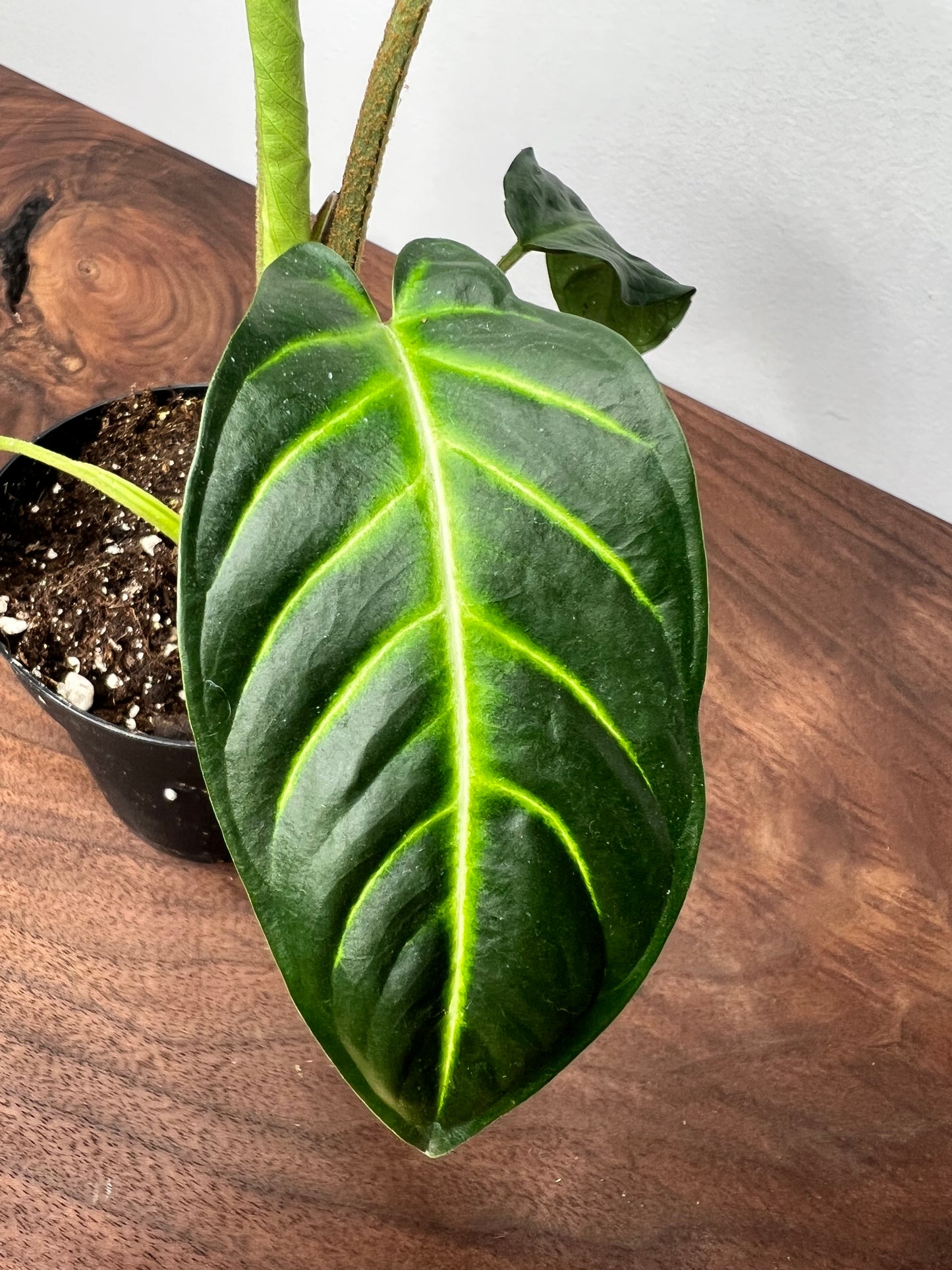 caladium lindenii 4”