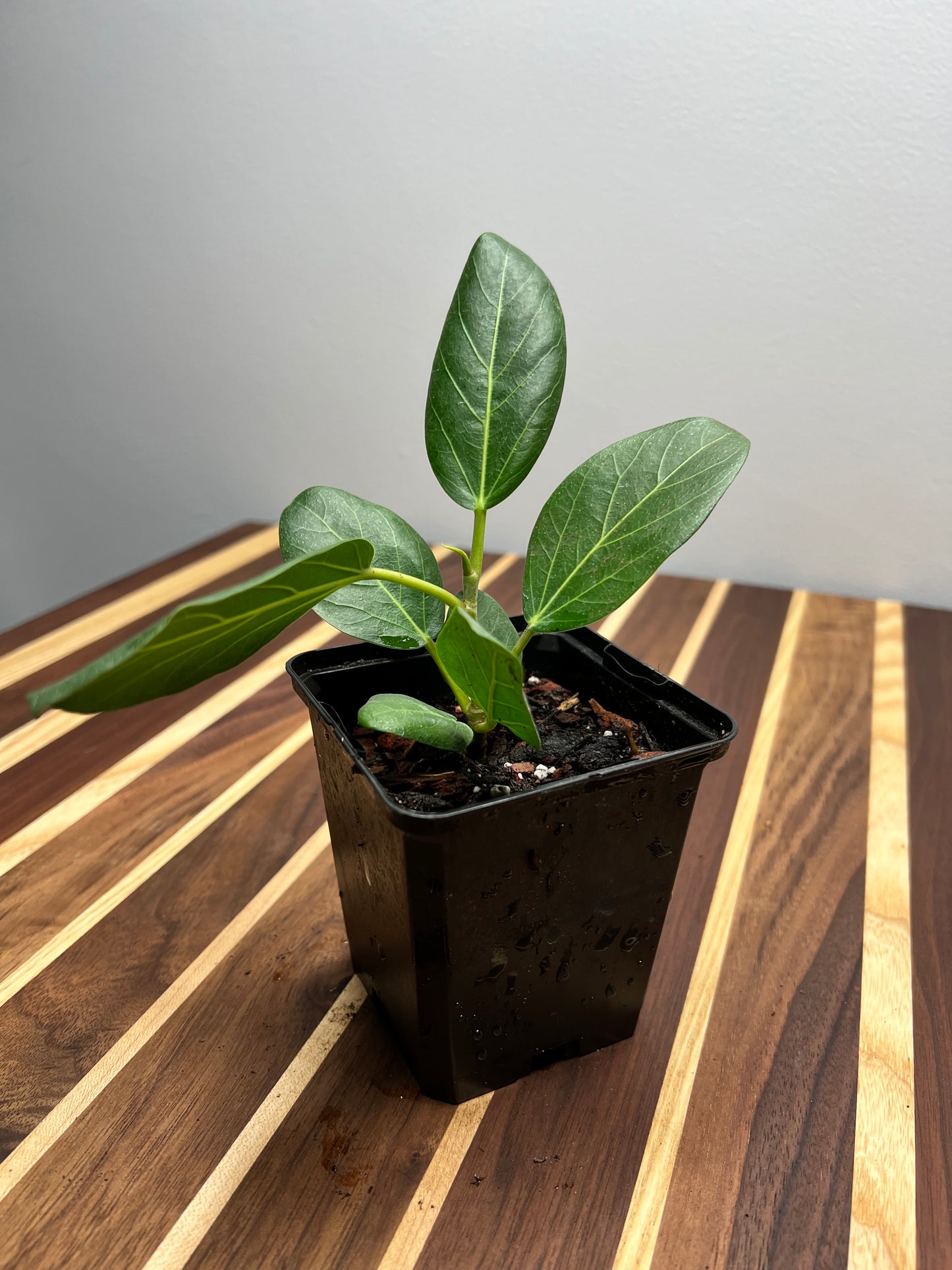 Ficus Audrey Starts